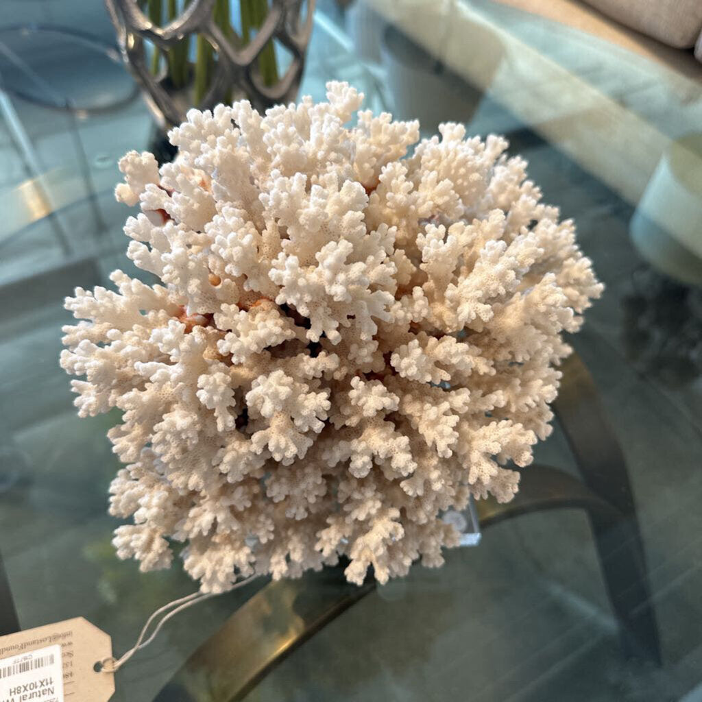 Natural White Coral- 11X10X8H