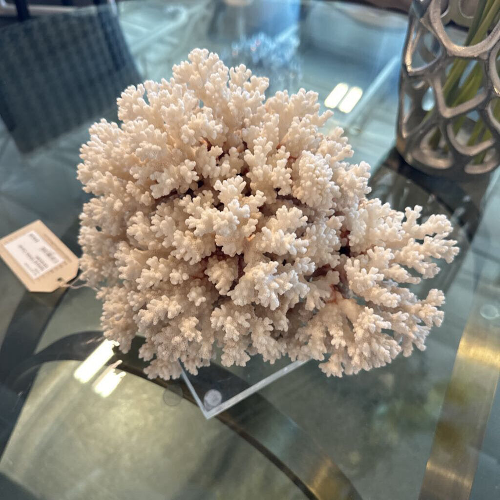 Natural White Coral- 11X10X8H