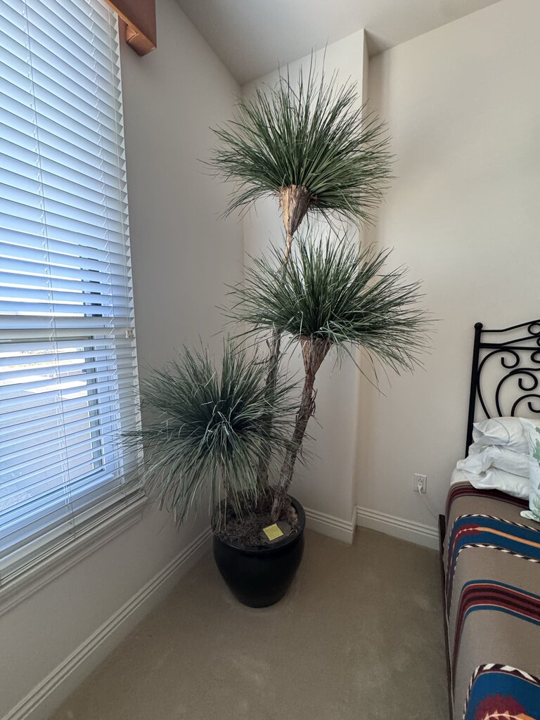 Dried 3 Tree Yucca Plant In Black Ceramic Pot-