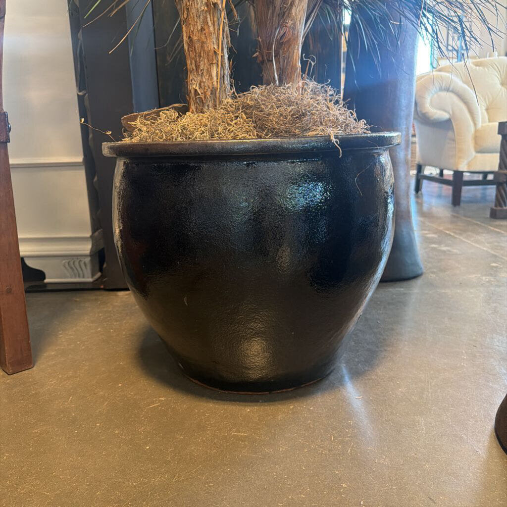 Dried 4 Tree Yucca Plant In Black Ceramic Pot-