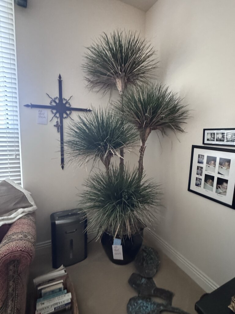 Dried 4 Tree Yucca Plant In Black Ceramic Pot-