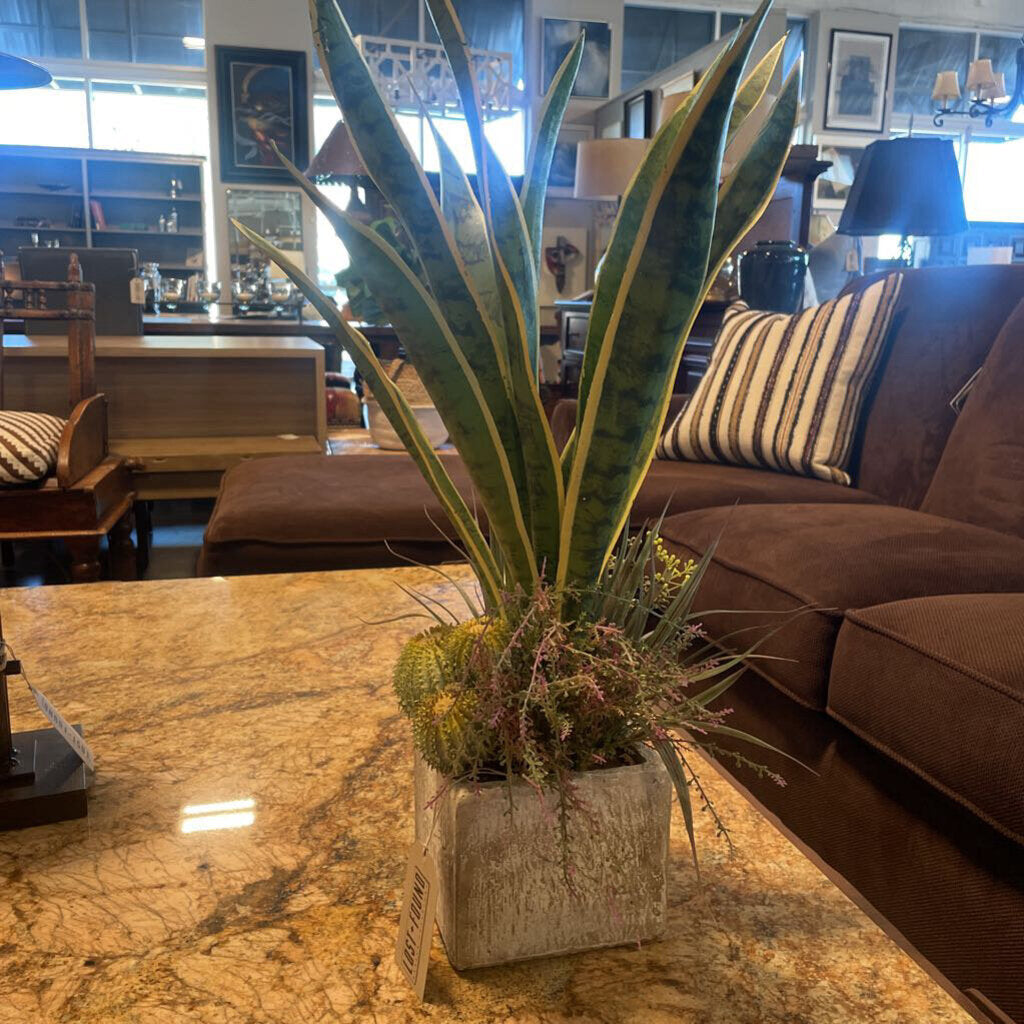 Earth Flora Sansevieria in Pot - 26X14