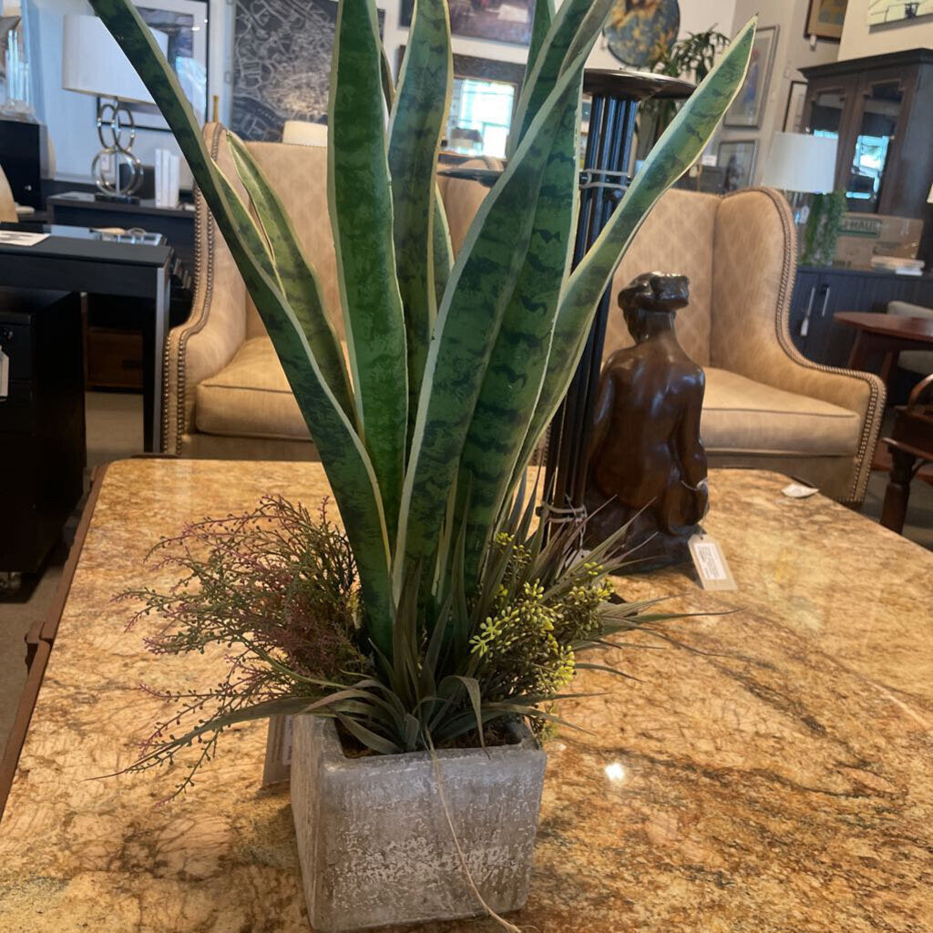 Earth Flora Sansevieria in Pot - 26X14