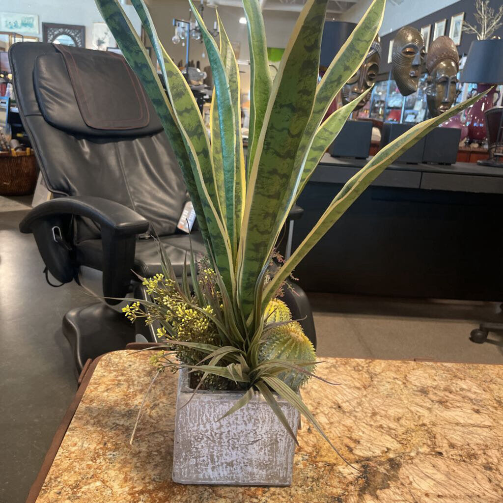 Earth Flora Sansevieria in Pot - 26X14