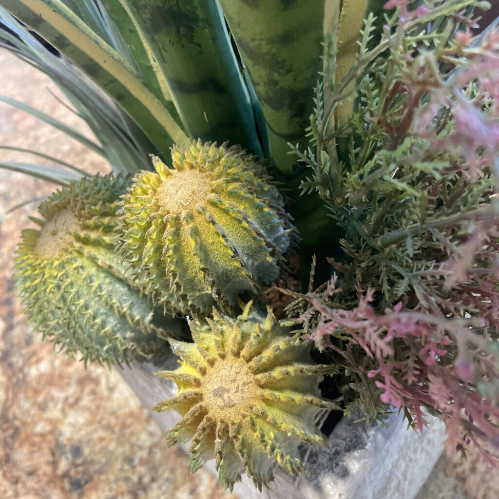 Earth Flora Sansevieria in Pot - 26X14