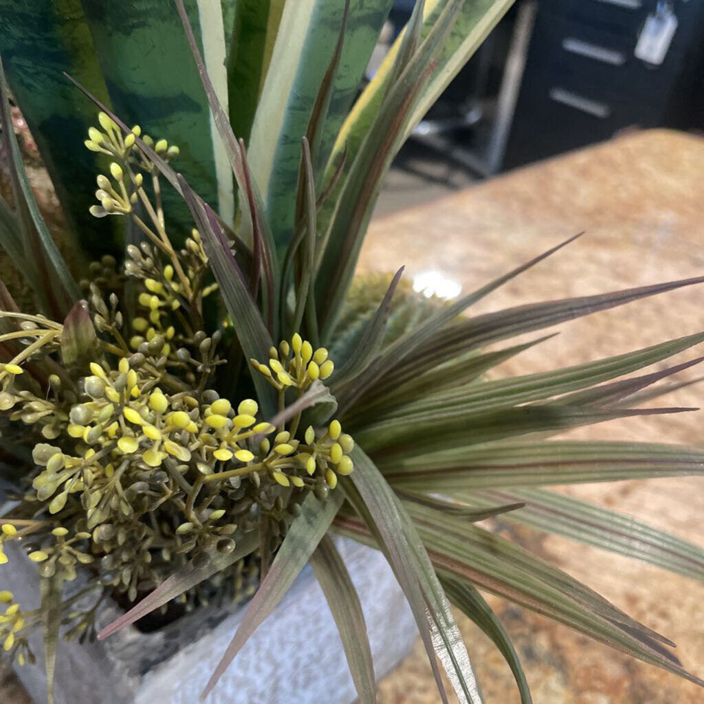 Earth Flora Sansevieria in Pot - 26X14