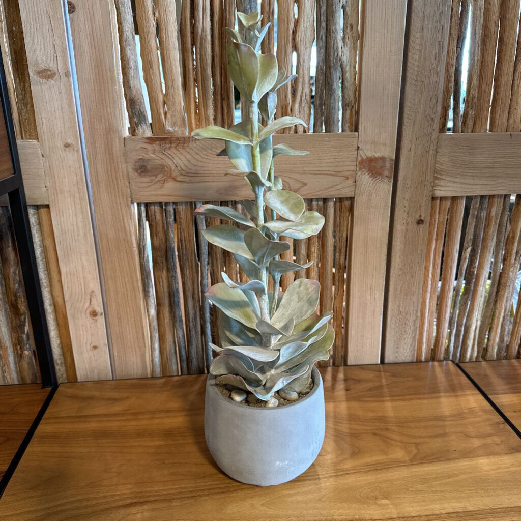 Creative Co-Op Faux Succulent in Cement Pot - 8X22
