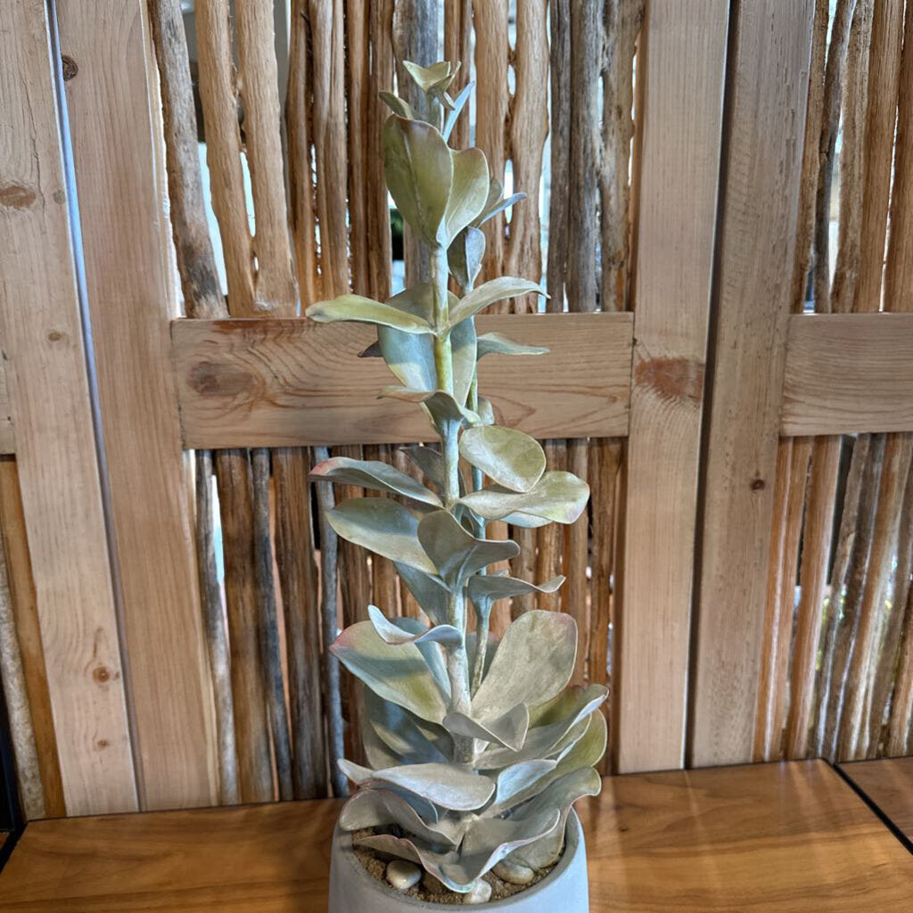 Creative Co-Op Faux Succulent in Cement Pot - 8X22
