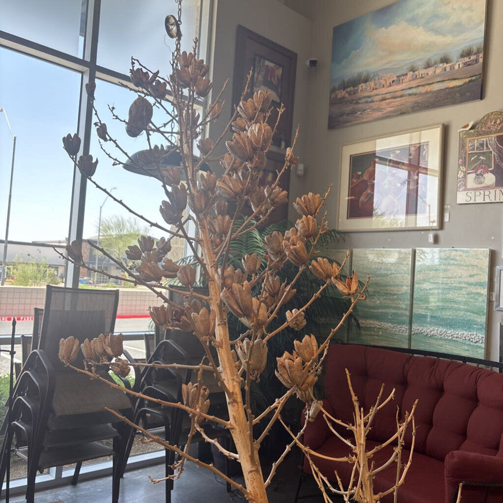 Dried Star Pod Stalks 5'&8'- Pair