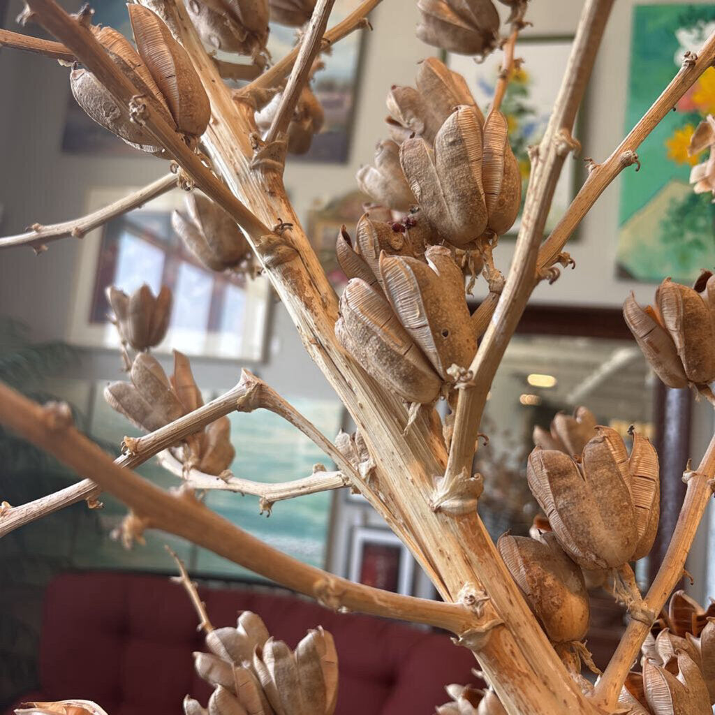 Dried Star Pod Stalks 5'&8'- Pair