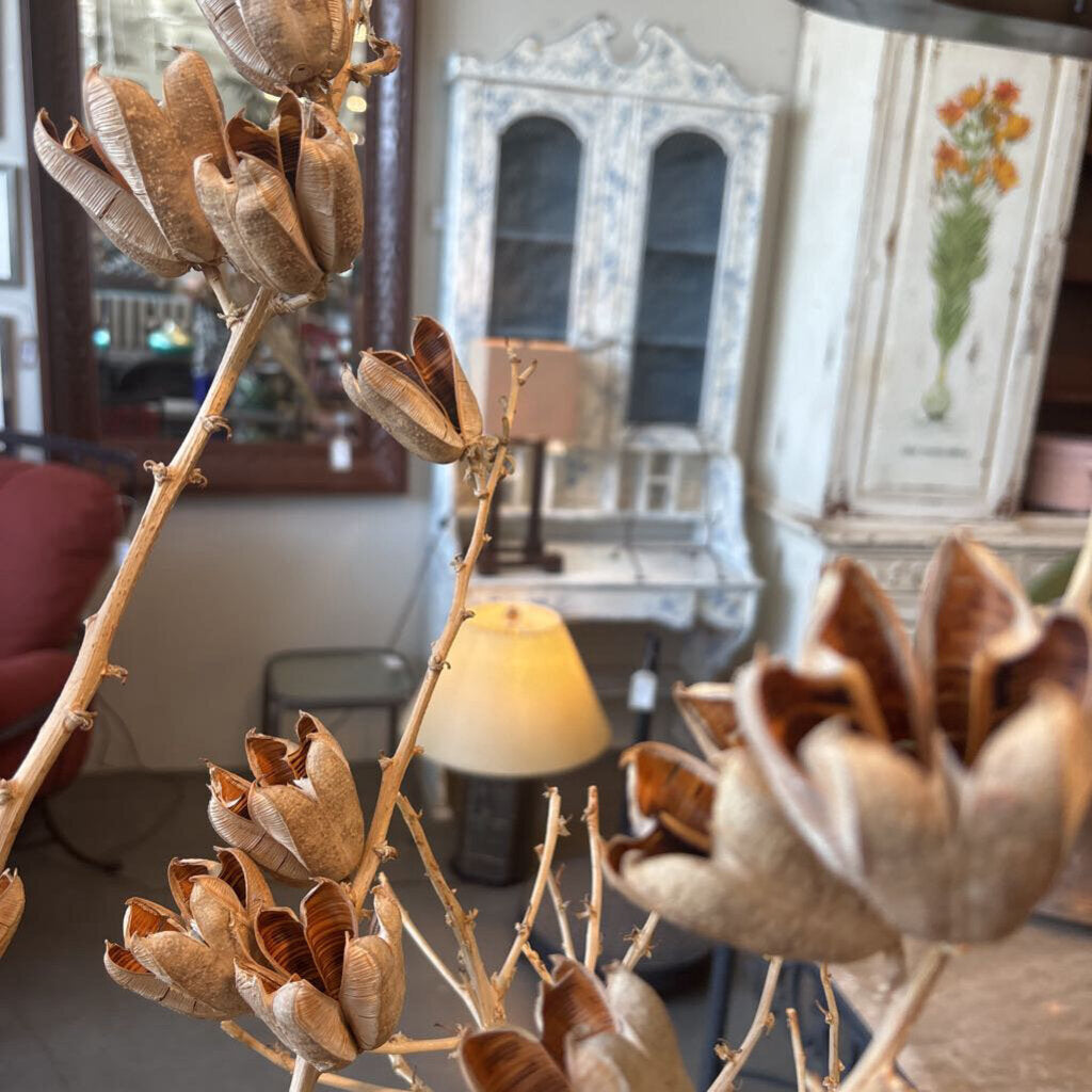 Dried Star Pod Stalks 5'&8'- Pair