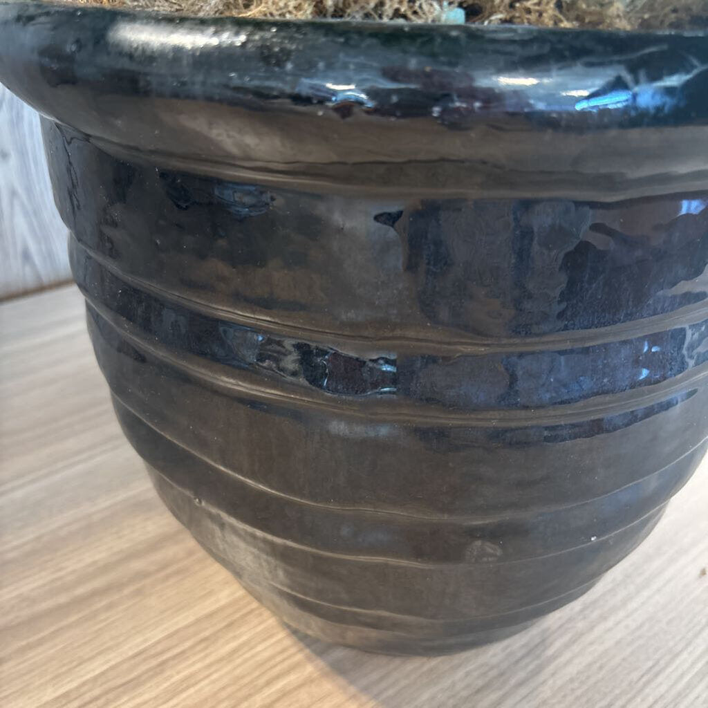 Faux Aloe Plant In Black Ceramic Pot- 12X25H
