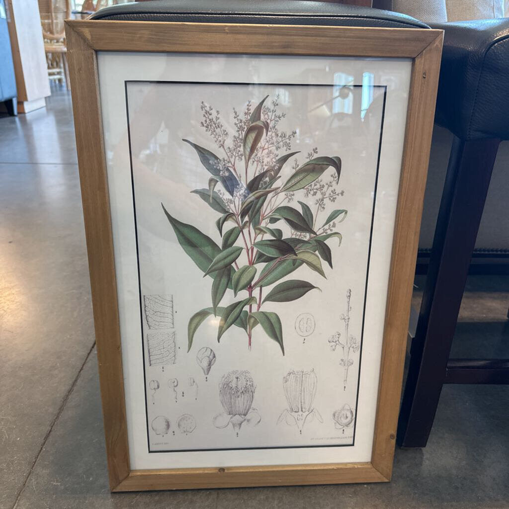 Botanical Print I W/ Light Wood Frame - 16X24