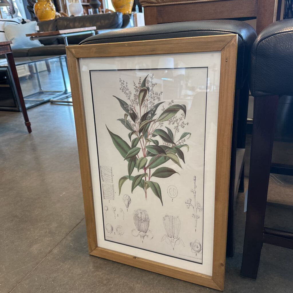 Botanical Print I W/ Light Wood Frame - 16X24