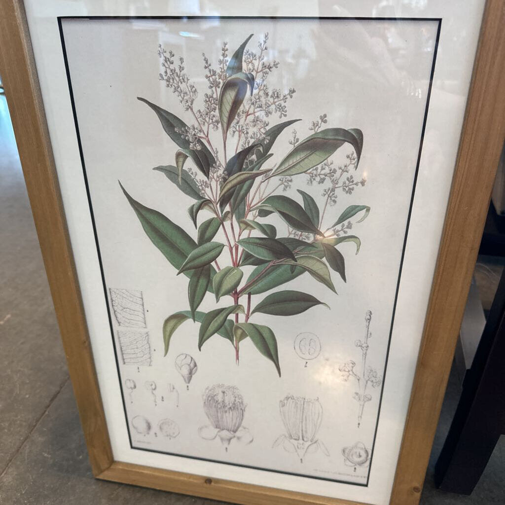 Botanical Print I W/ Light Wood Frame - 16X24