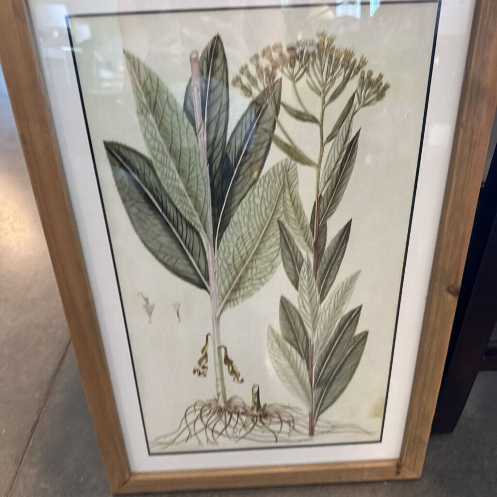 Botanical Print II W/ Light Wood Frame - 16X24