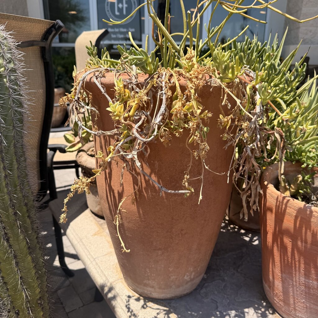 Tall Pot W/ Succulents - 16X32H