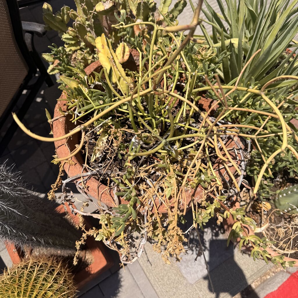 Tall Pot W/ Succulents - 16X32H