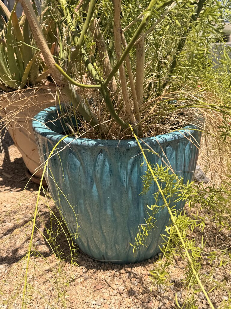 Fire Stick Cactus W/ Fern- 21X16.5