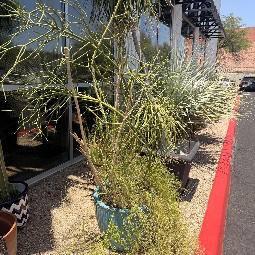 Fire Stick Cactus W/ Fern- 21X16.5