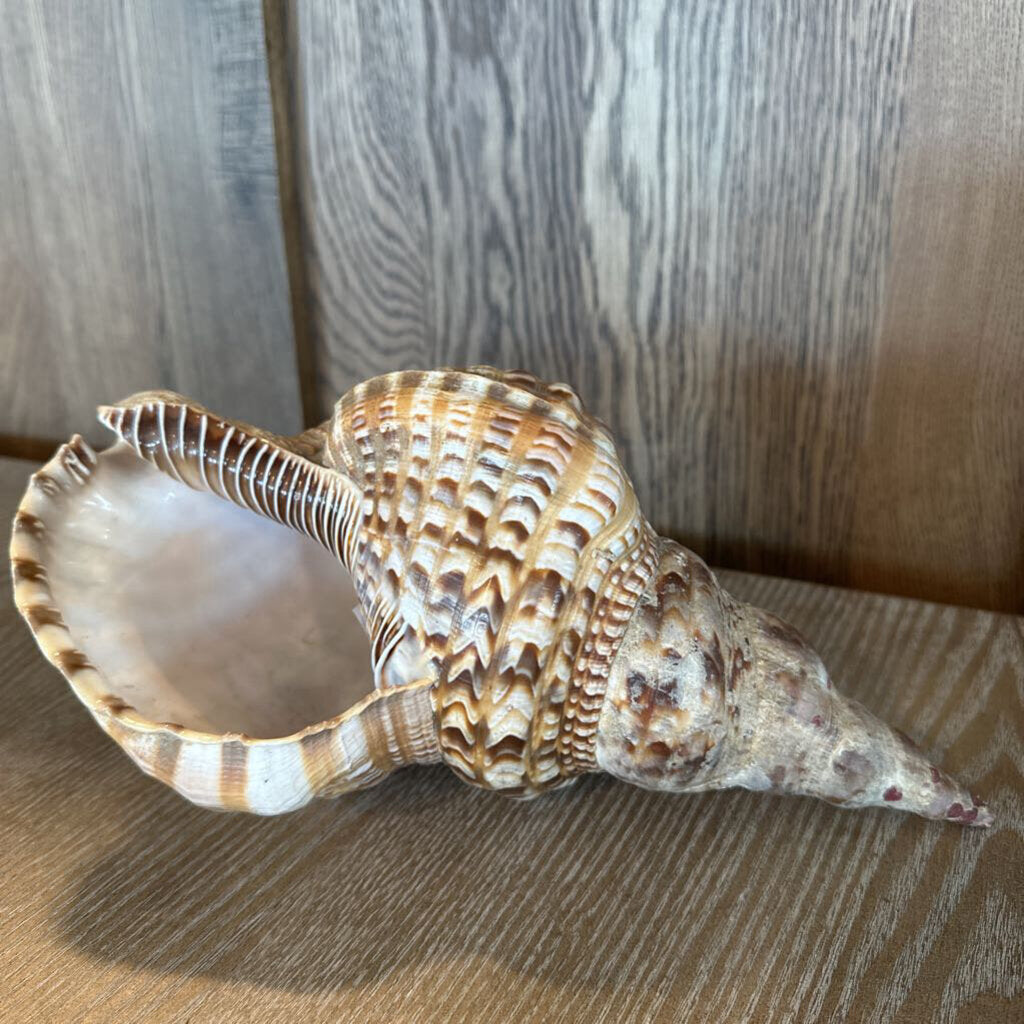 Trumpet Shell- 12X6X5H