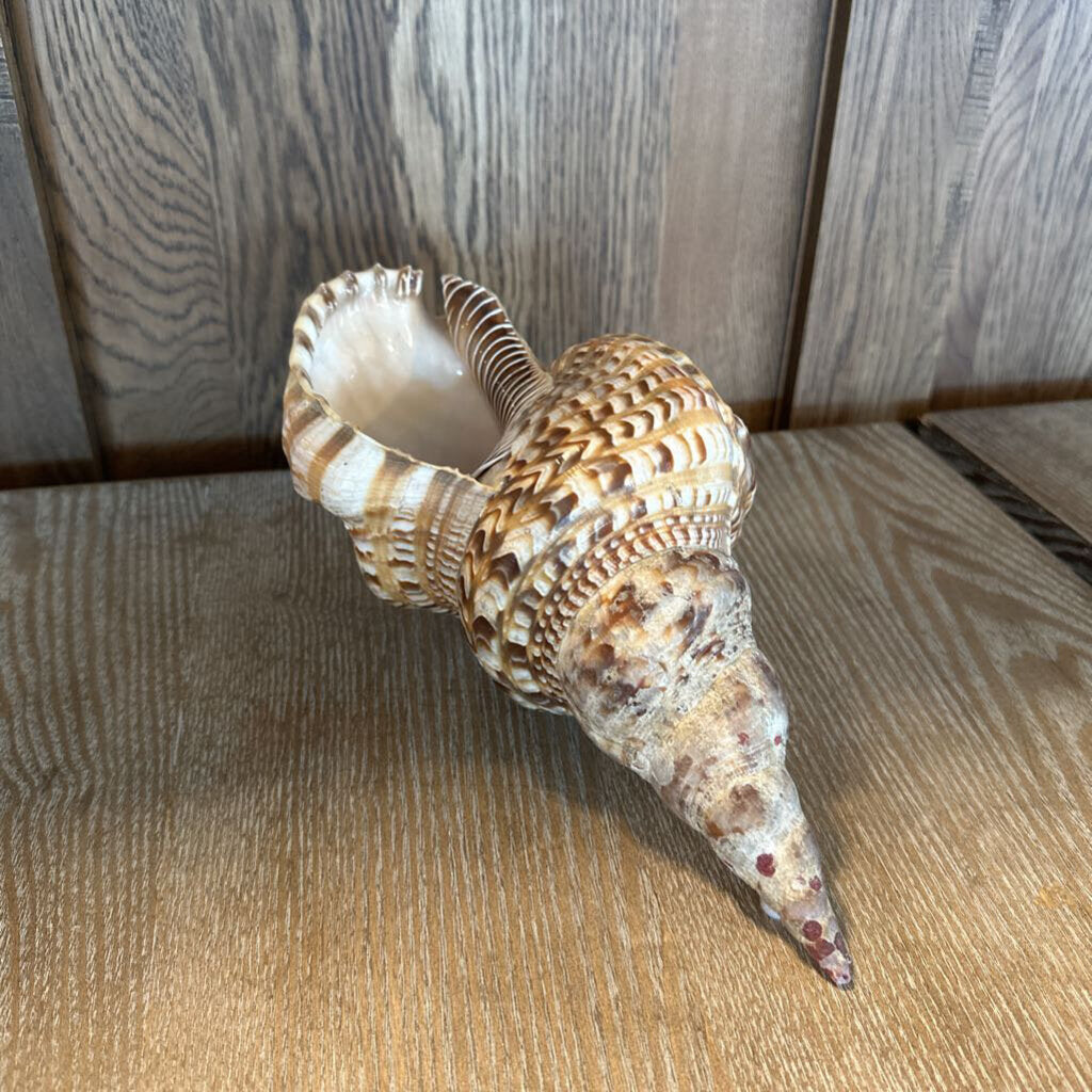 Trumpet Shell- 12X6X5H