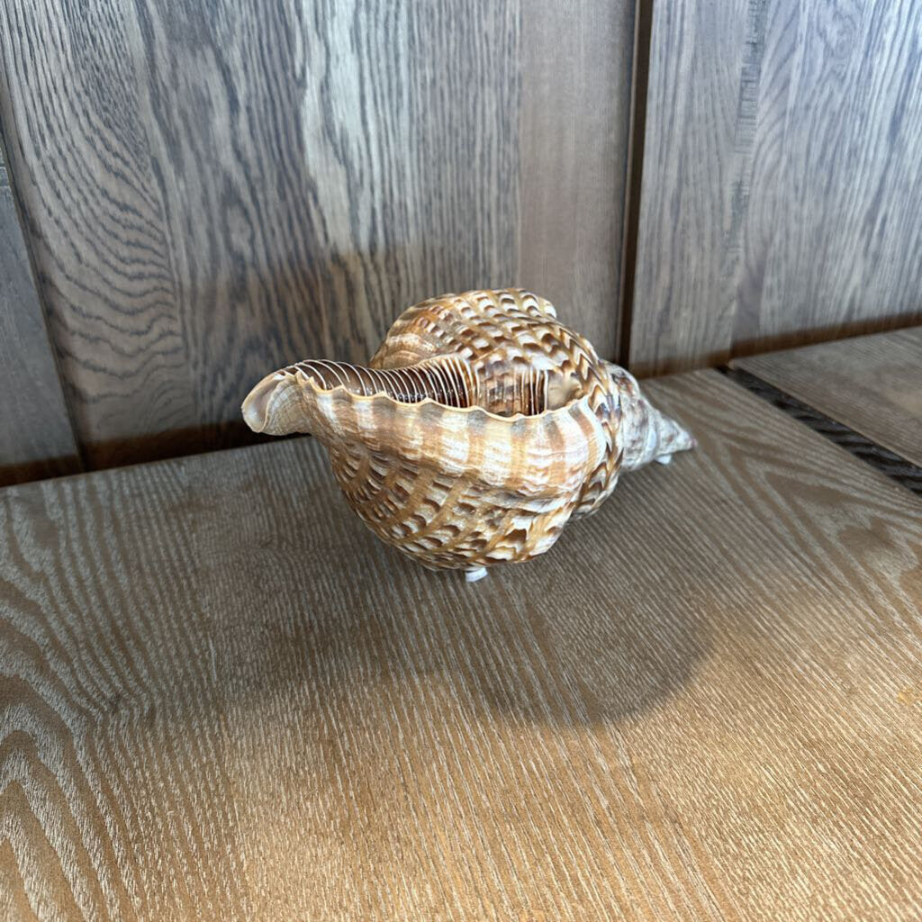 Trumpet Shell- 12X6X5H