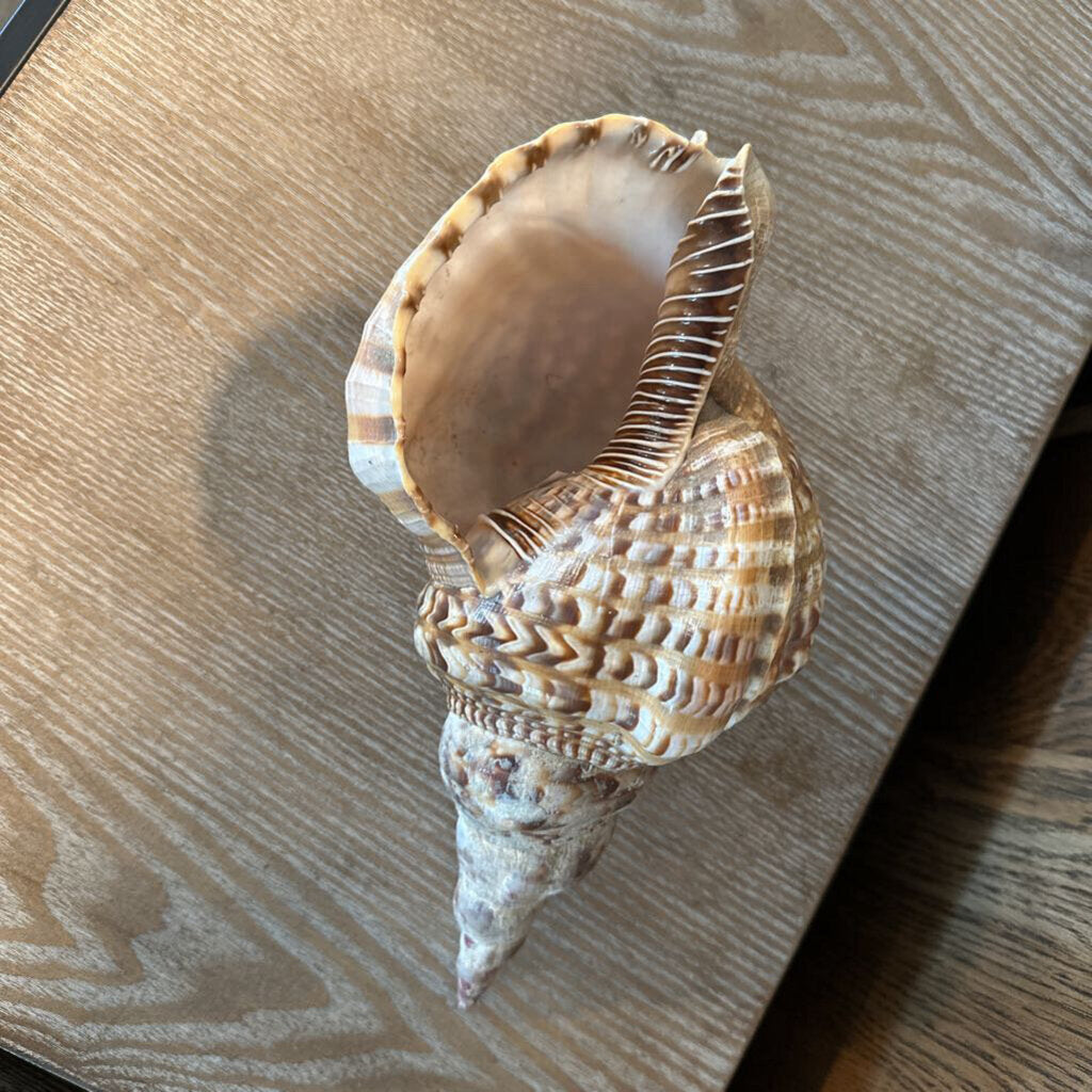 Trumpet Shell- 12X6X5H