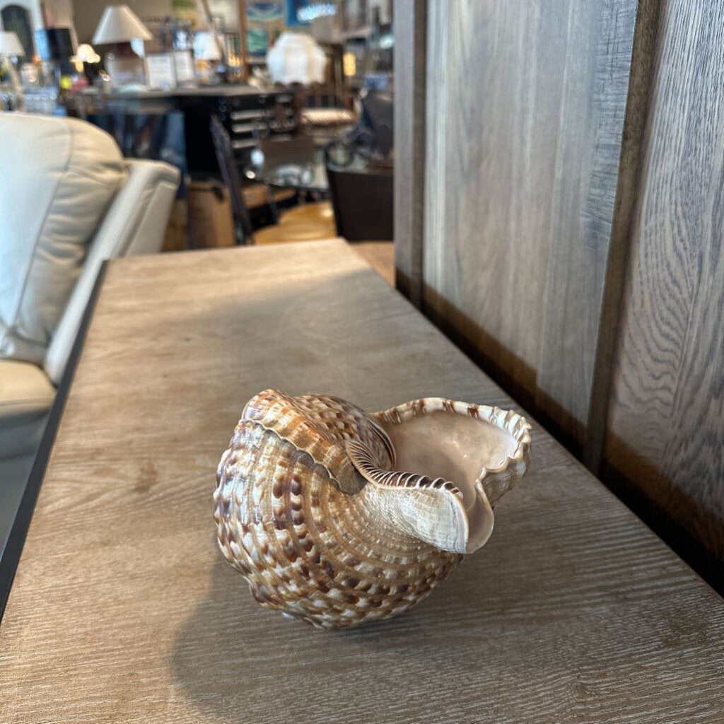 Trumpet Shell- 12X6X5H