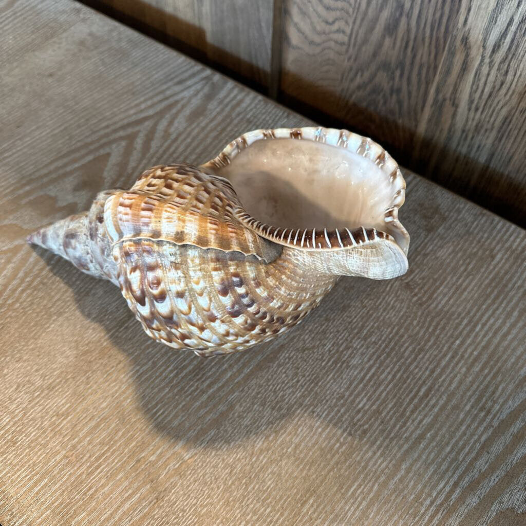 Trumpet Shell- 12X6X5H