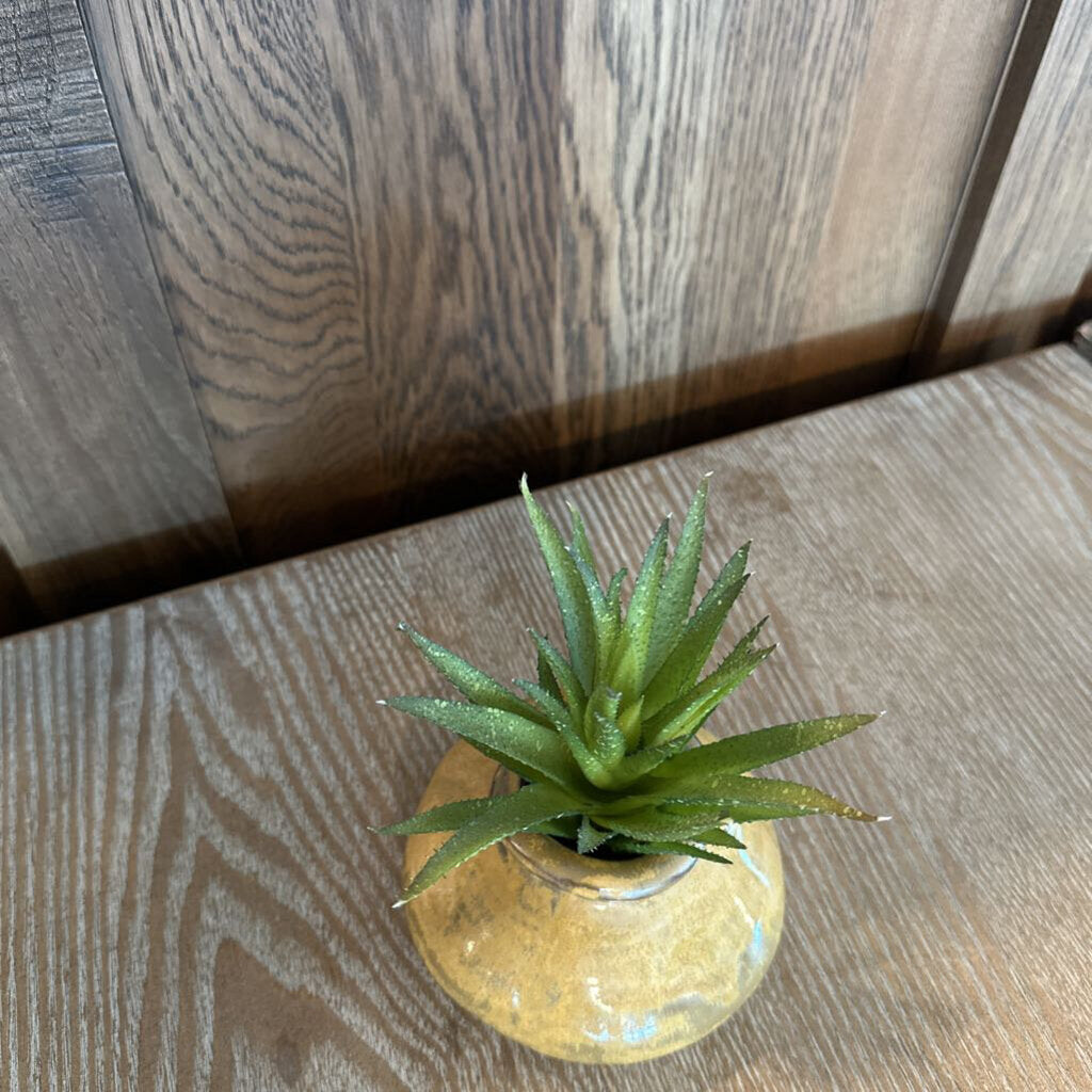 Santa Fe Saavy Small Succulent In Hand Made Vase-5X6