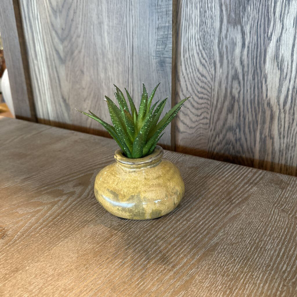 Santa Fe Saavy Small Succulent In Hand Made Vase-5X6