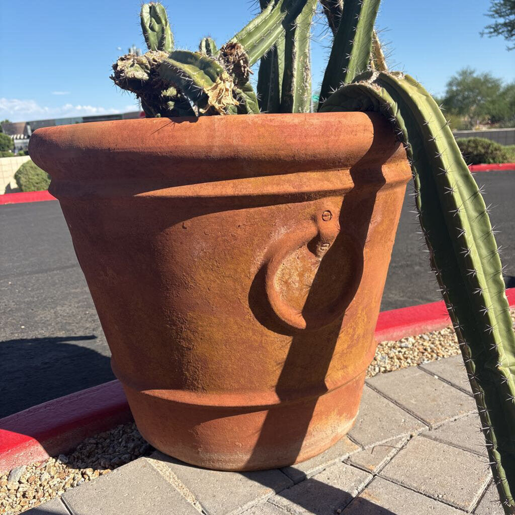 Terra Cotta Pot W/ Large Live Cactus - 37H