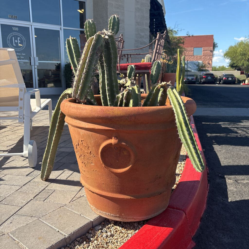 Terra Cotta Pot W/ Large Live Cactus - 37H