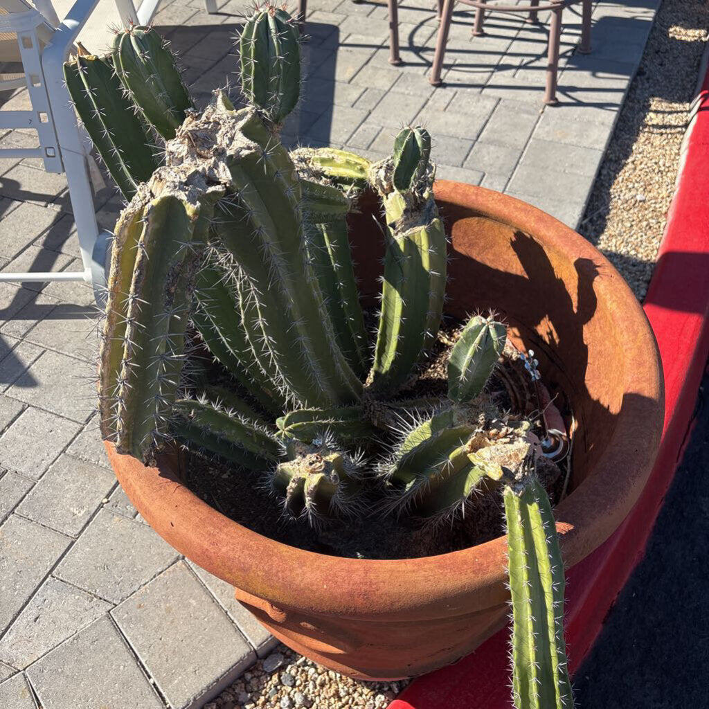 Terra Cotta Pot W/ Large Live Cactus - 37H