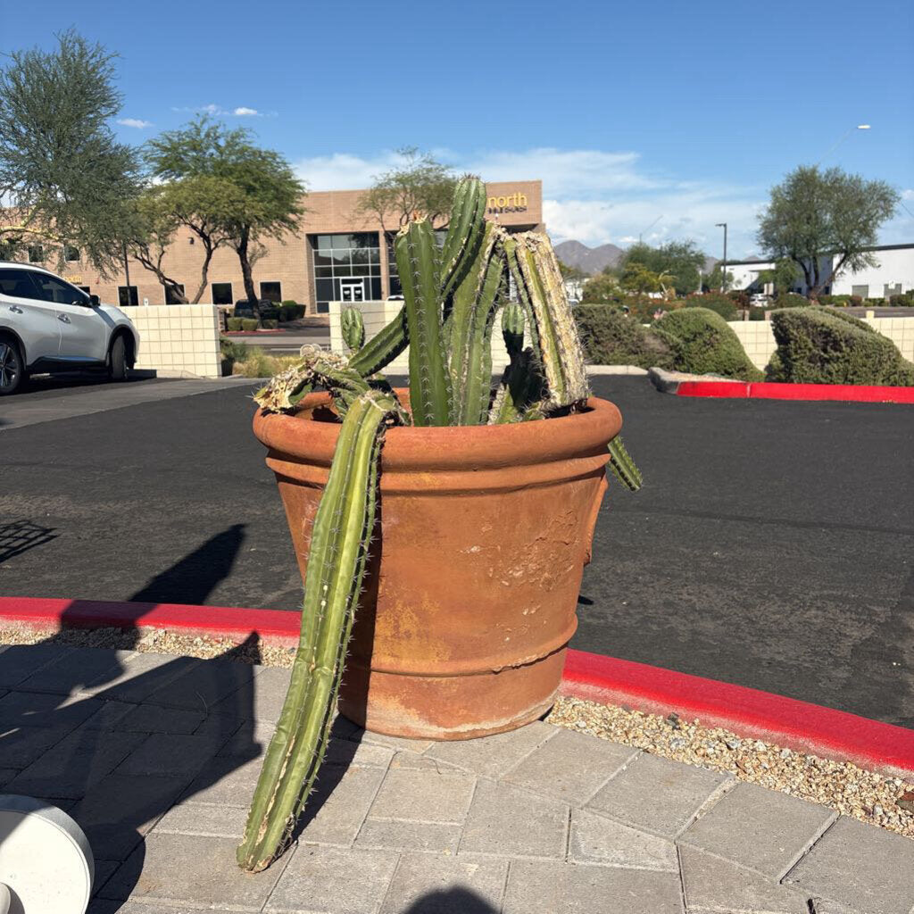Terra Cotta Pot W/ Large Live Cactus - 37H