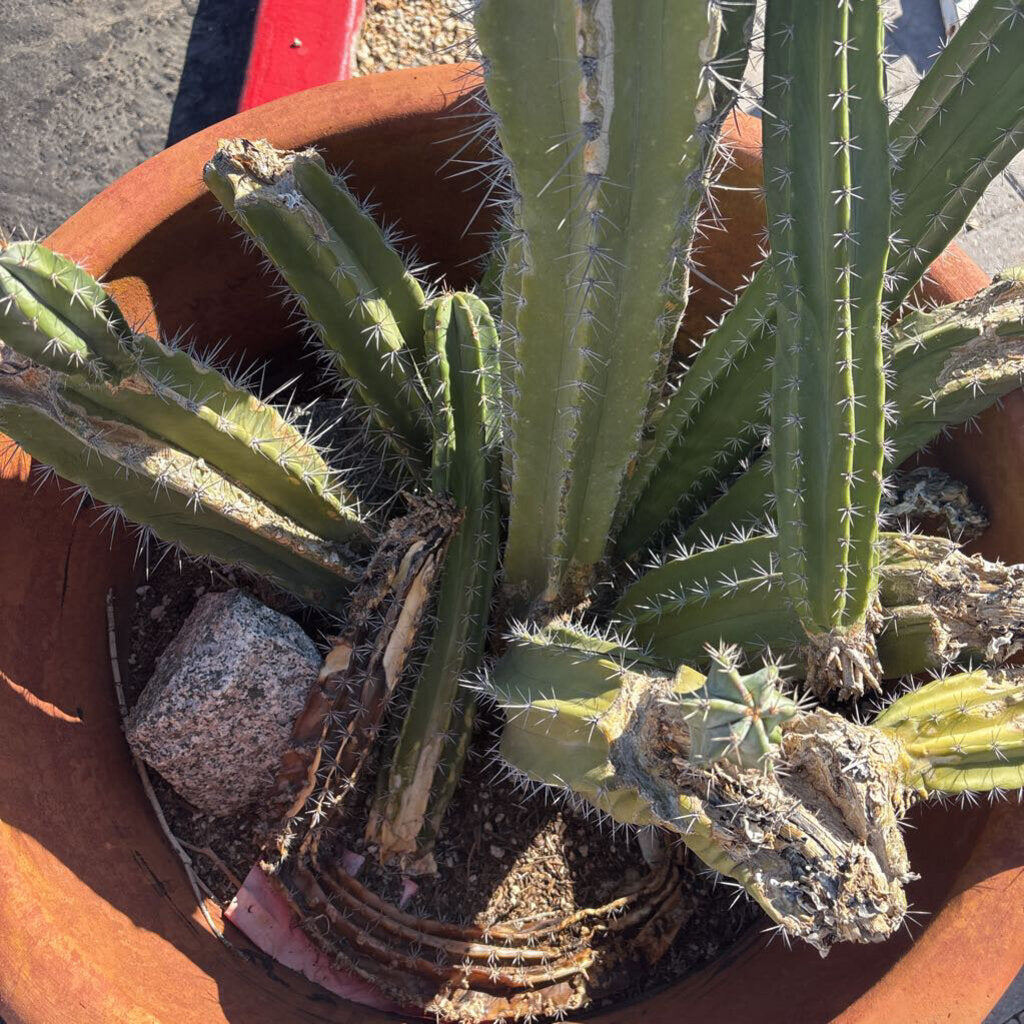 Terra Cotta Pot W/ Large Live Cactus - 37H