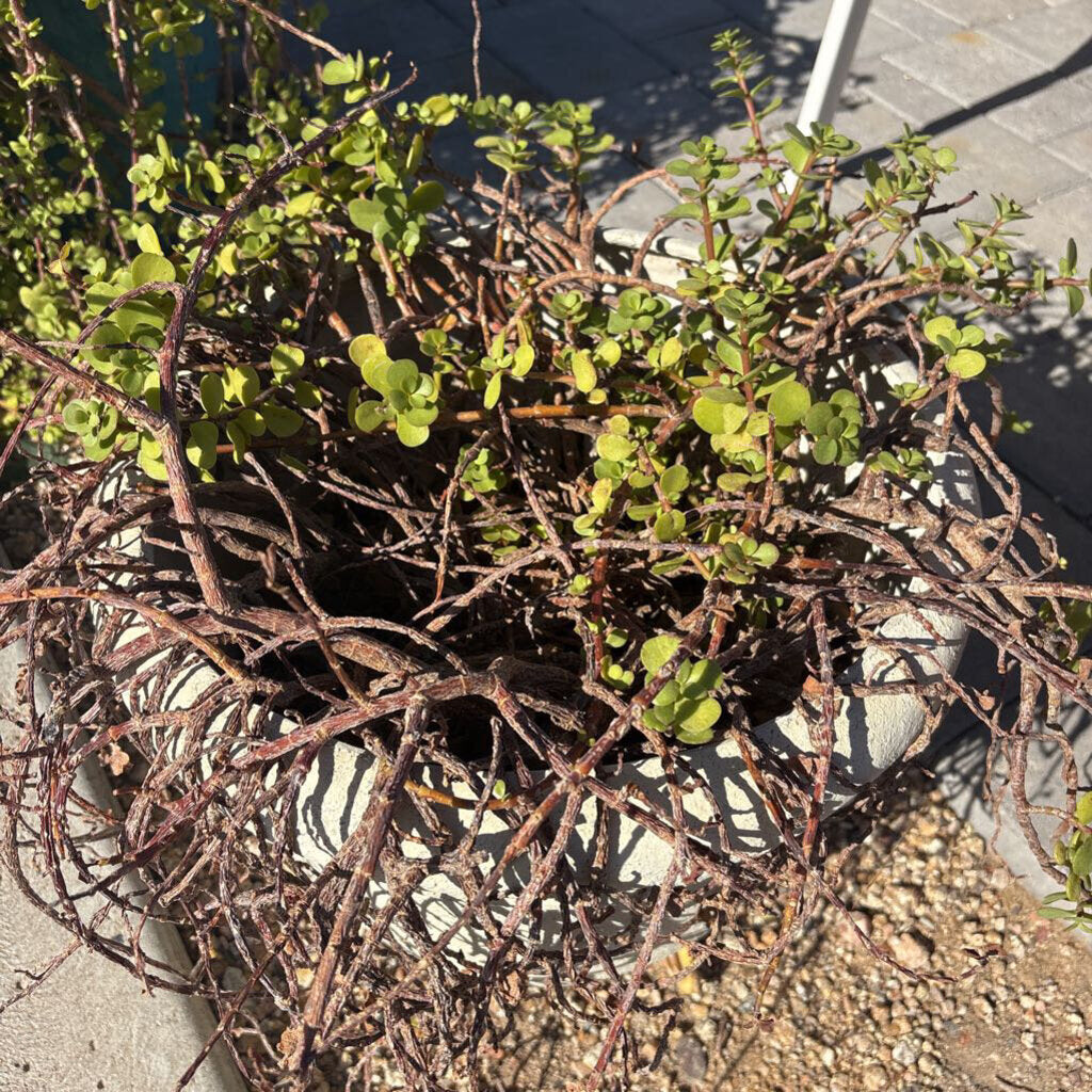 Pot W/ Live Plant - 13H