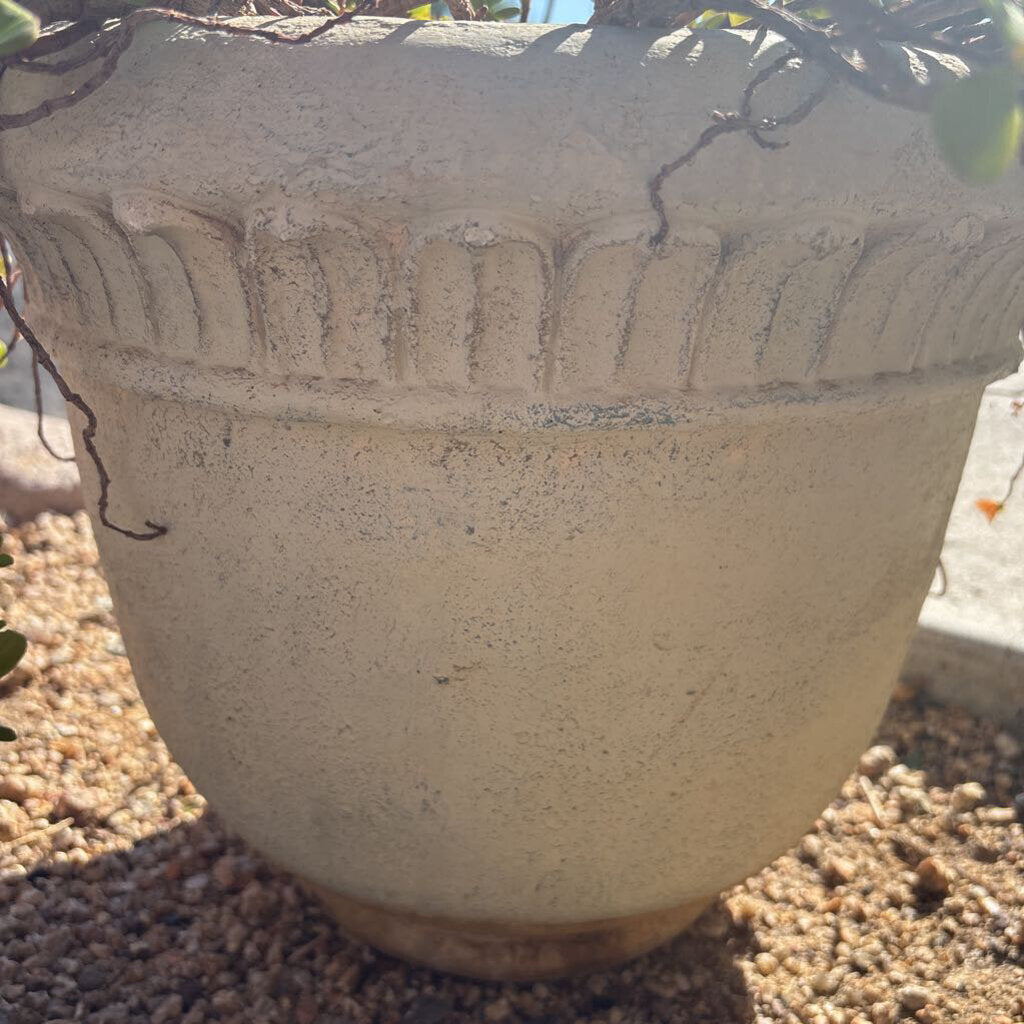 Pot W/ Live Plant - 13H