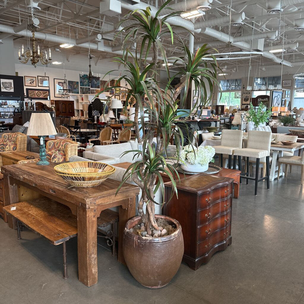 Dracena Plant In Rustic Brown Terra Cotta Pot - 20X90H