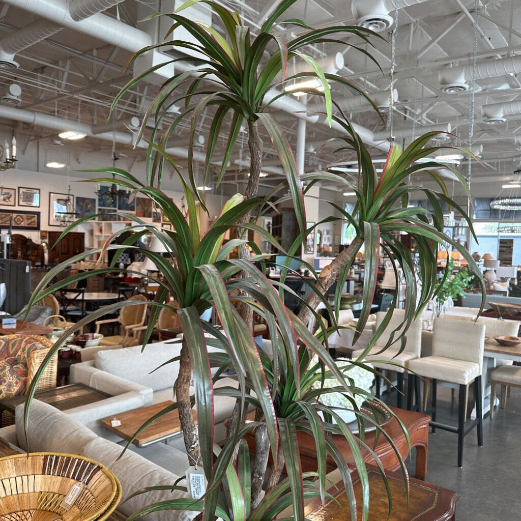 Dracena Plant In Rustic Brown Terra Cotta Pot - 20X90H