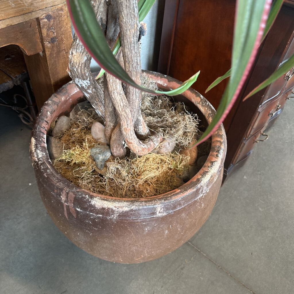 Dracena Plant In Rustic Brown Terra Cotta Pot - 20X90H