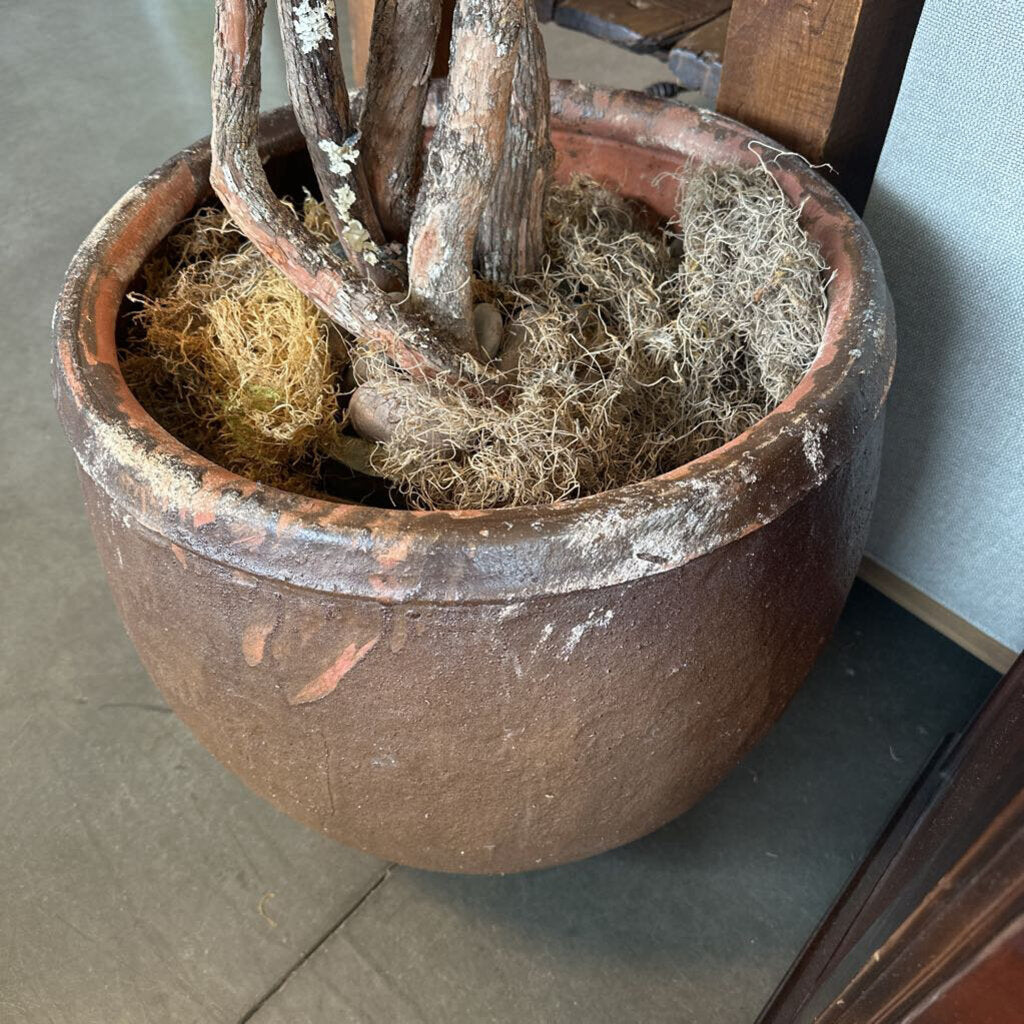Dracena Plant In Rustic Brown Terra Cotta Pot - 20X90H