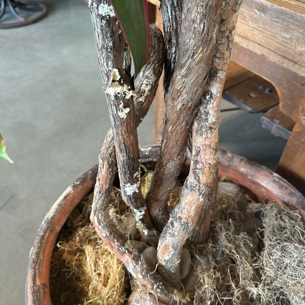 Dracena Plant In Rustic Brown Terra Cotta Pot - 20X90H